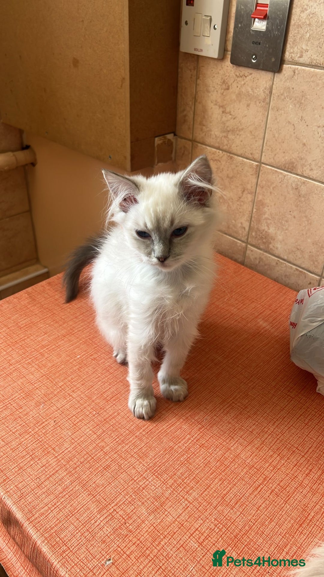Ragdoll cats for sale: GCCF Registered Ragdoll*one left ready to go* - Image 3