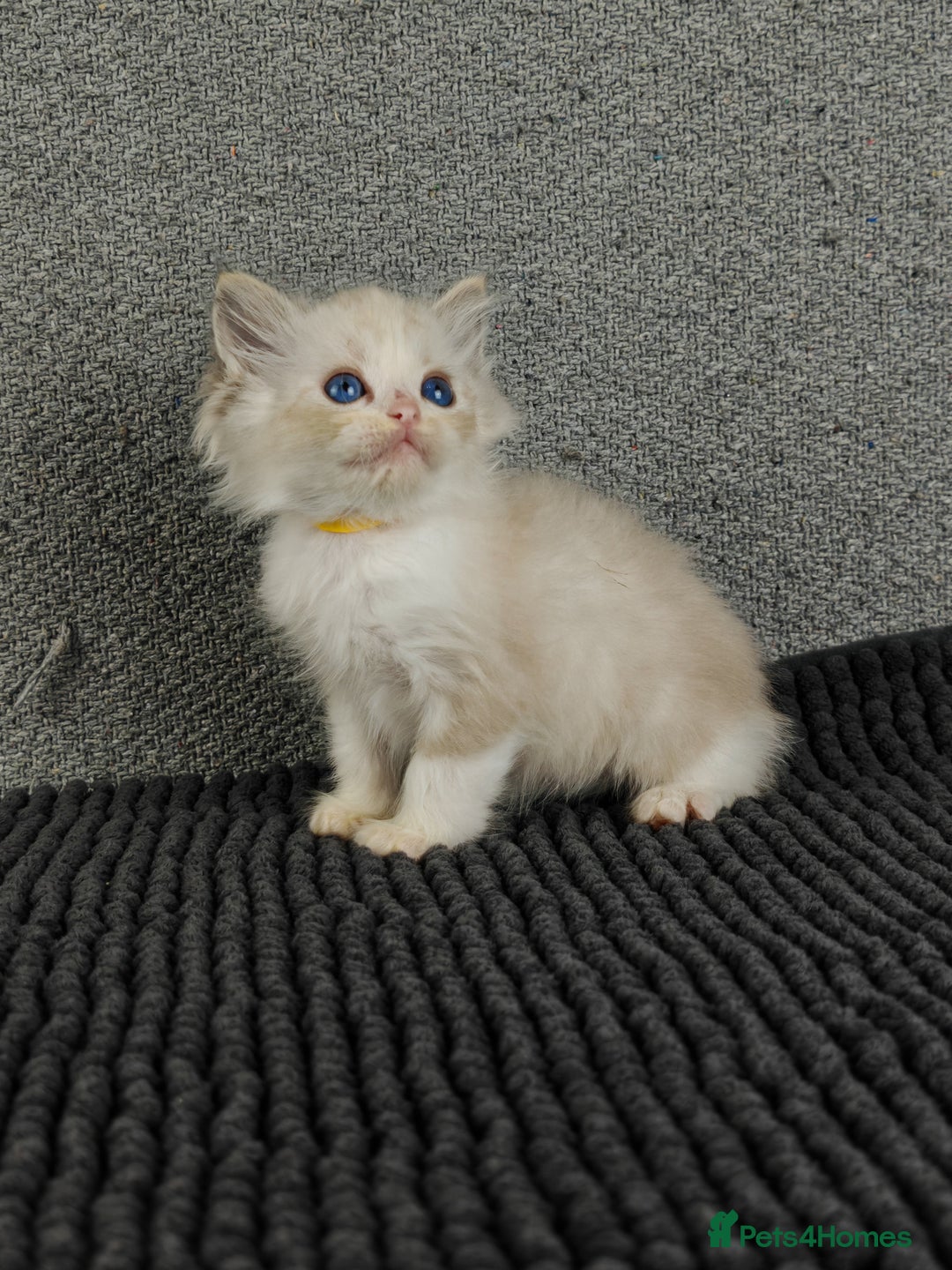 Ragdoll cats for sale: ❤️BEST KITTENS RAGDOLL❤️ CHAMPION REGIONAL WINNER  - Advert 17