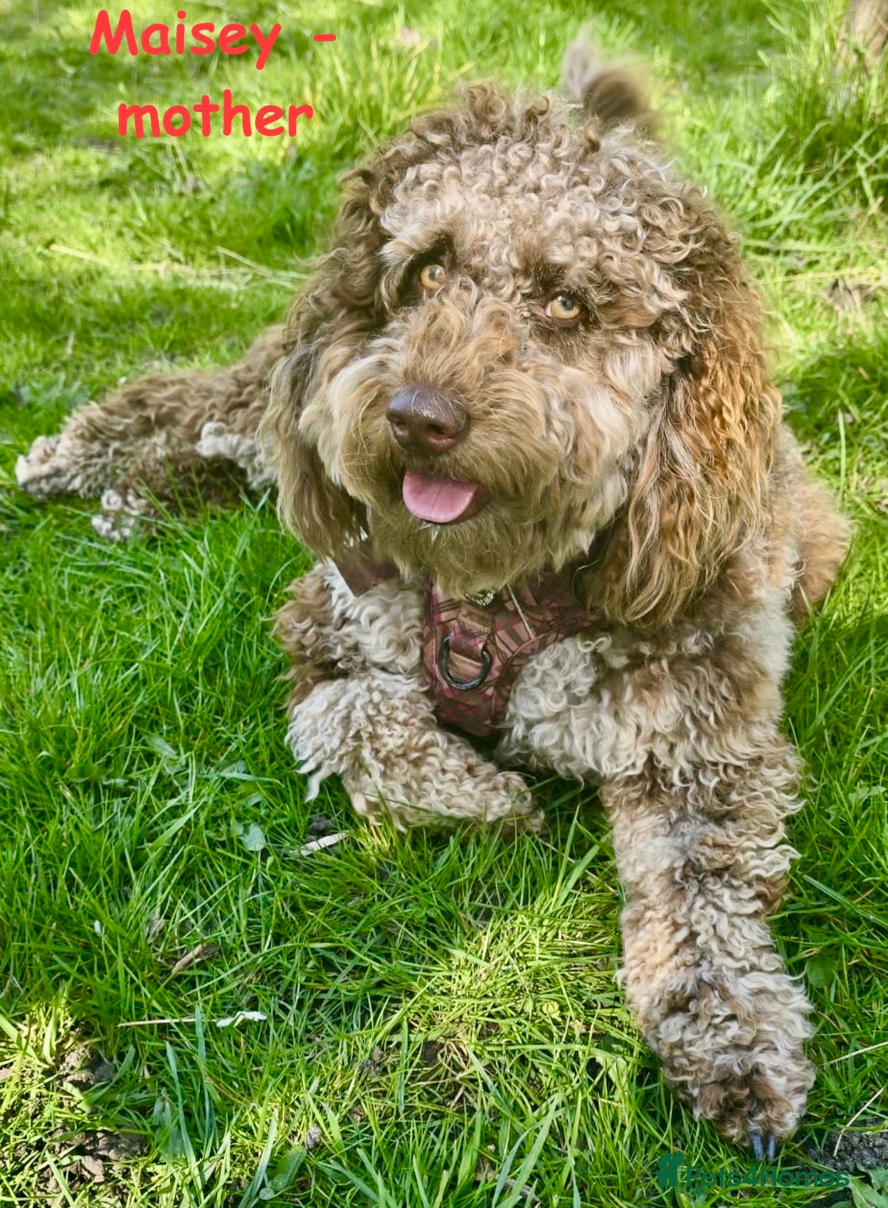 Mini Goldendoodle dogs Beautiful miniature F2b goldendoodles.  - Advert 2