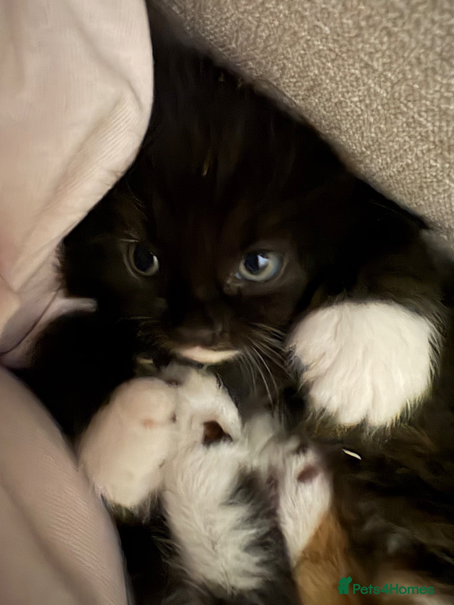 Mixed Breed cats Kittens  - Advert 22