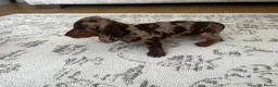 Miniature Dachshund dogs for sale: Miniature smooth haired Dachshund  in Tredegar - Advert 19