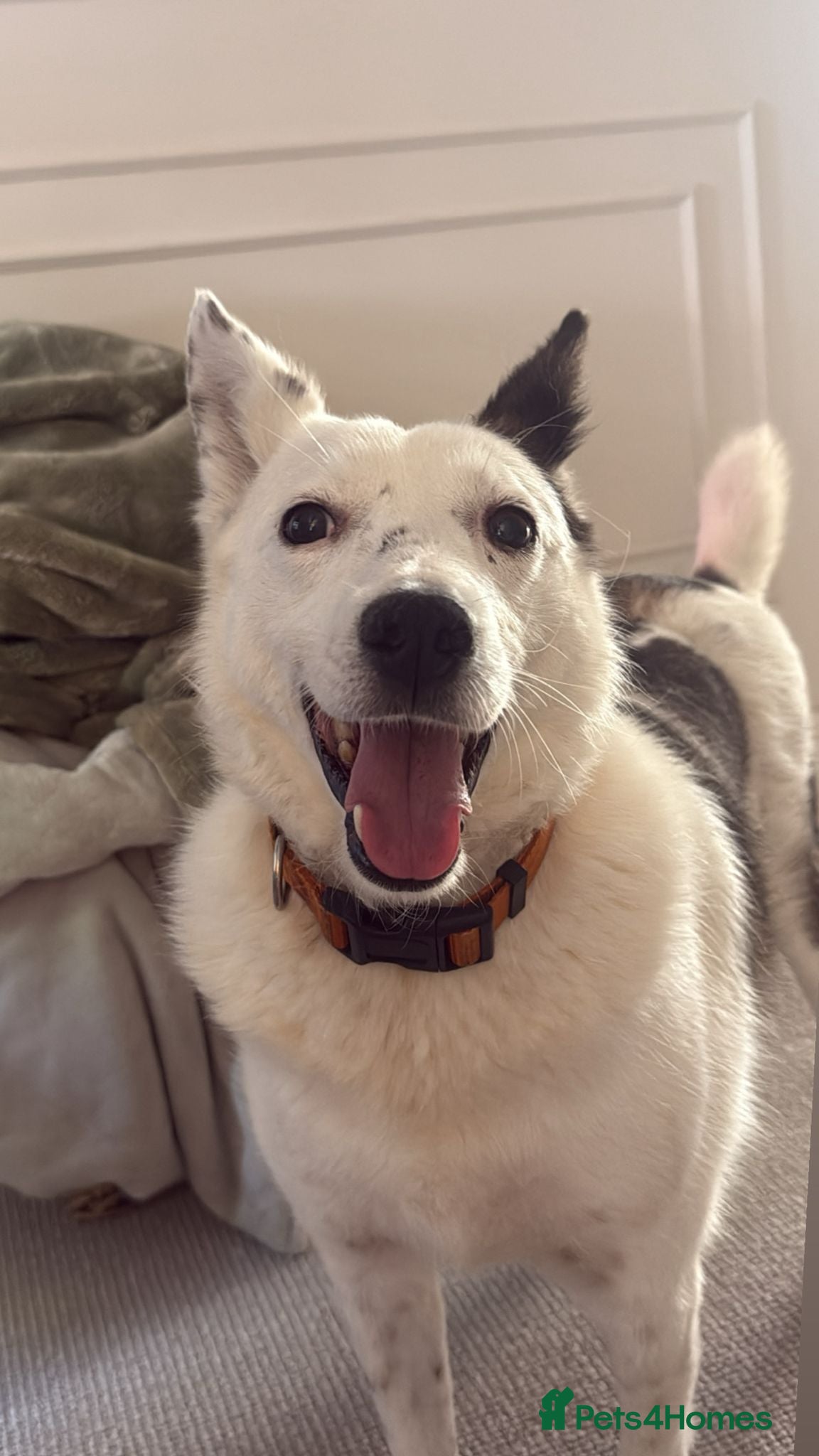 Mixed Breed dogs Meet wonderful JACK! - Advert 6