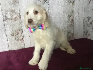 Mixed Breed dogs Cockador x poodle pups( mini doodles) - Advert 11