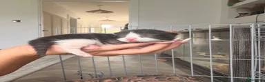 Mixed Breed 4