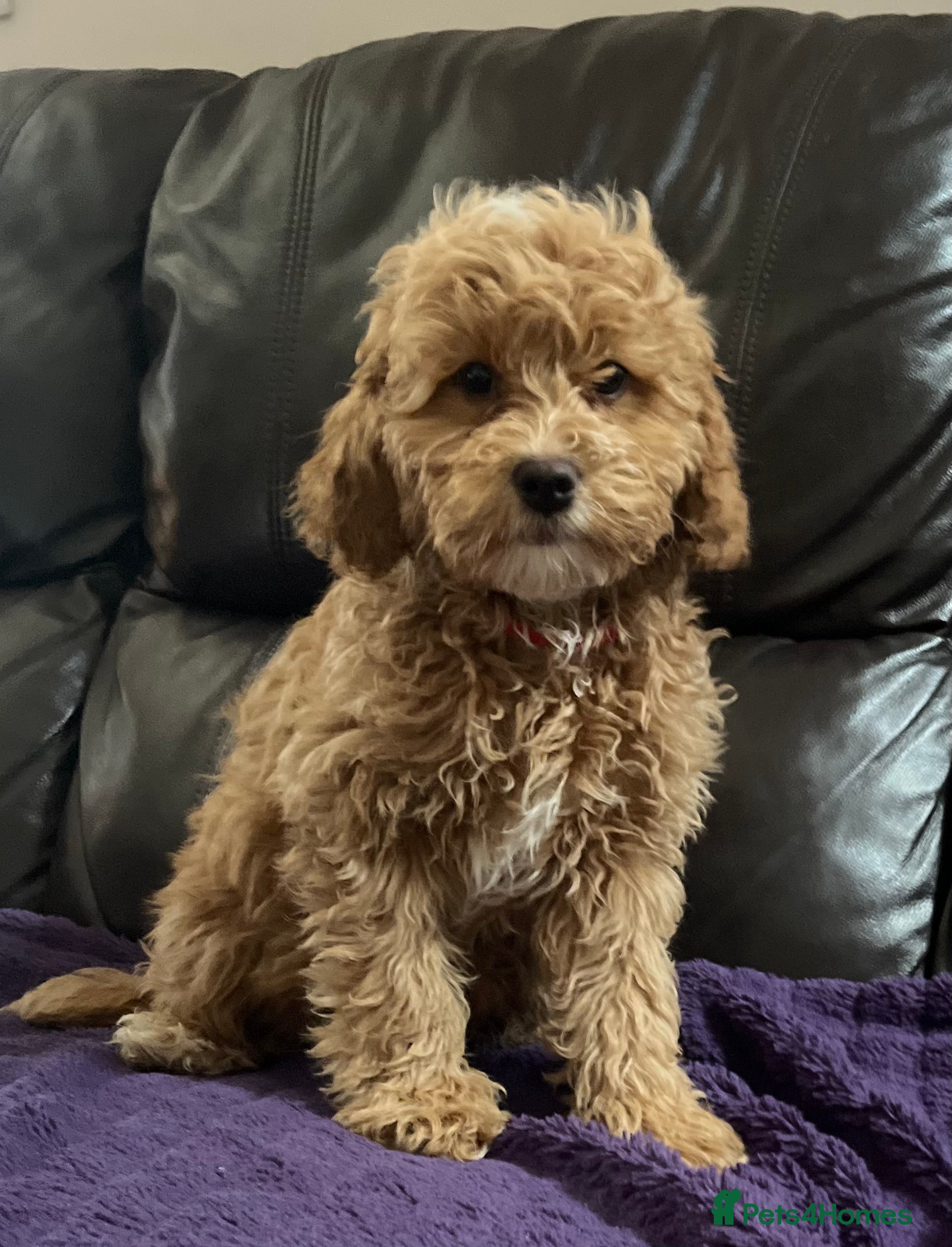 Cavapoochon dogs Cavapoochon puppies  - Advert 3