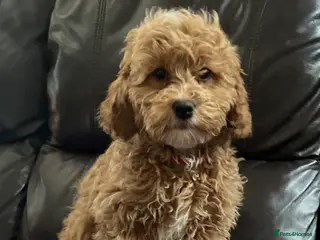 Cavapoochon dogs Cavapoochon puppies - Advert 3