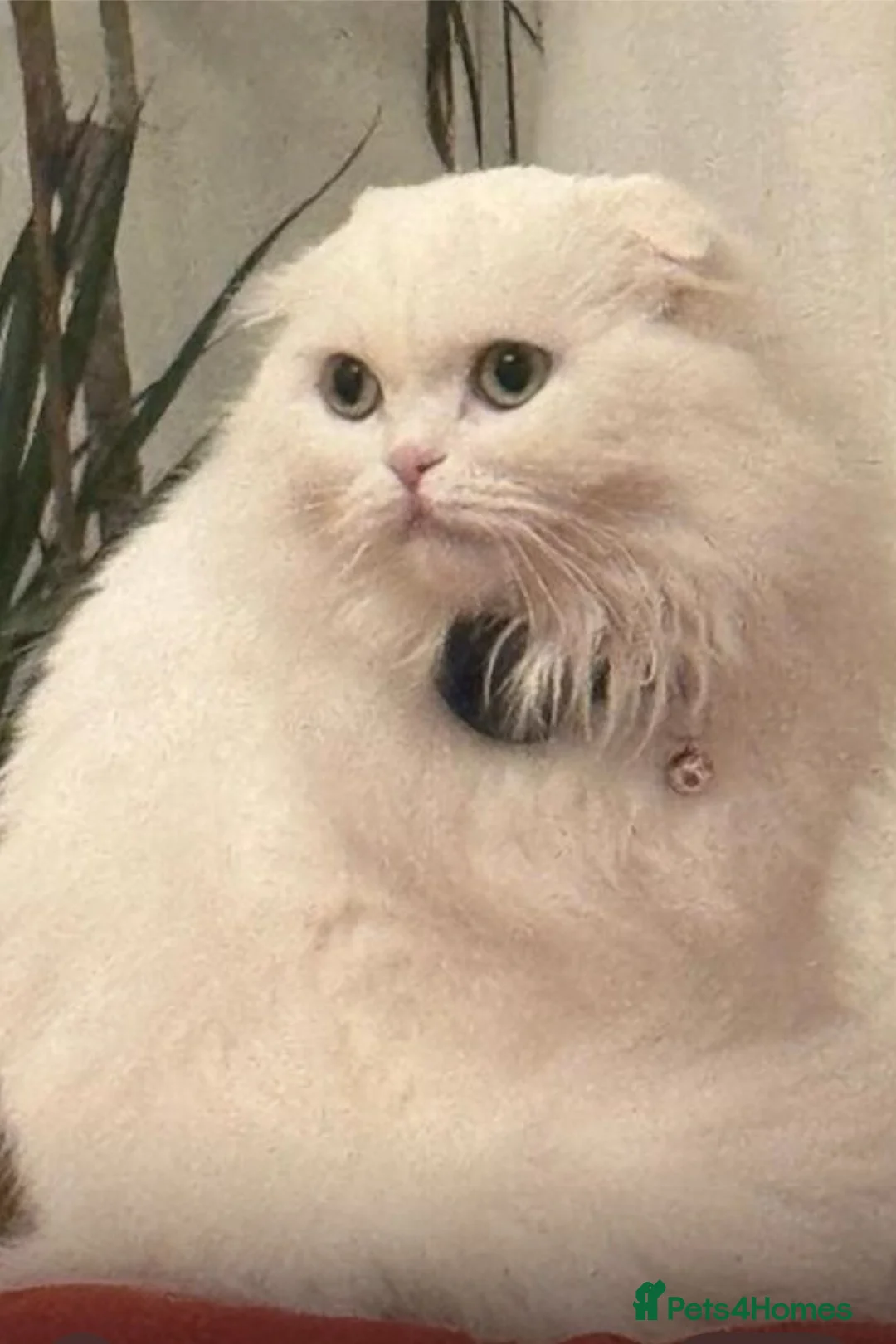 Scottish Fold cats for sale: Scottish Fold Cat Looking for a Loving New Home 🐾 in West Drayton - Advert 2