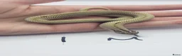Snake reptiles for sale: Baby Western Hognoses mixed sex and morphs From - Advert 11