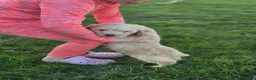 Cockapoo dogs for sale: 6 excellent F1 cockapoo pups - Advert 5