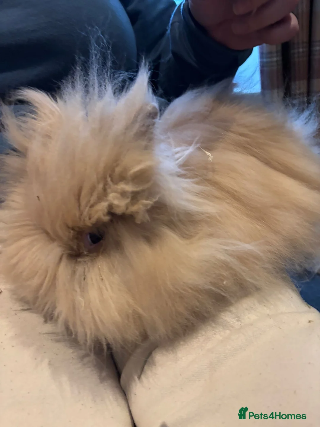 Angora rabbits for sale: True Angora Baby Rabbits  - Advert 8