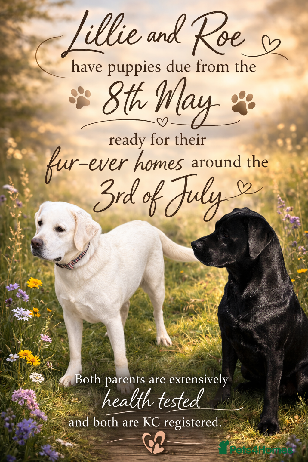 Labrador Retriever dogs Mixture of Black/White Cream Labrador Puppies  - Advert 1