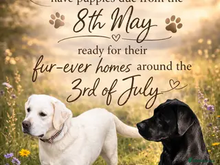 Labrador Retriever dogs Mixture of Black/White Cream Labrador Puppies - Advert 1