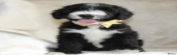 Sheepadoodle dogs for sale: F1 Sheepadoodle Puppies | 5* Licensed Breeder - Advert 32