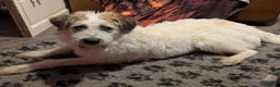 Mixed Breed dogs for adoption: KALLIE-16months, loves dogs/playful/active/rural - Advert 16