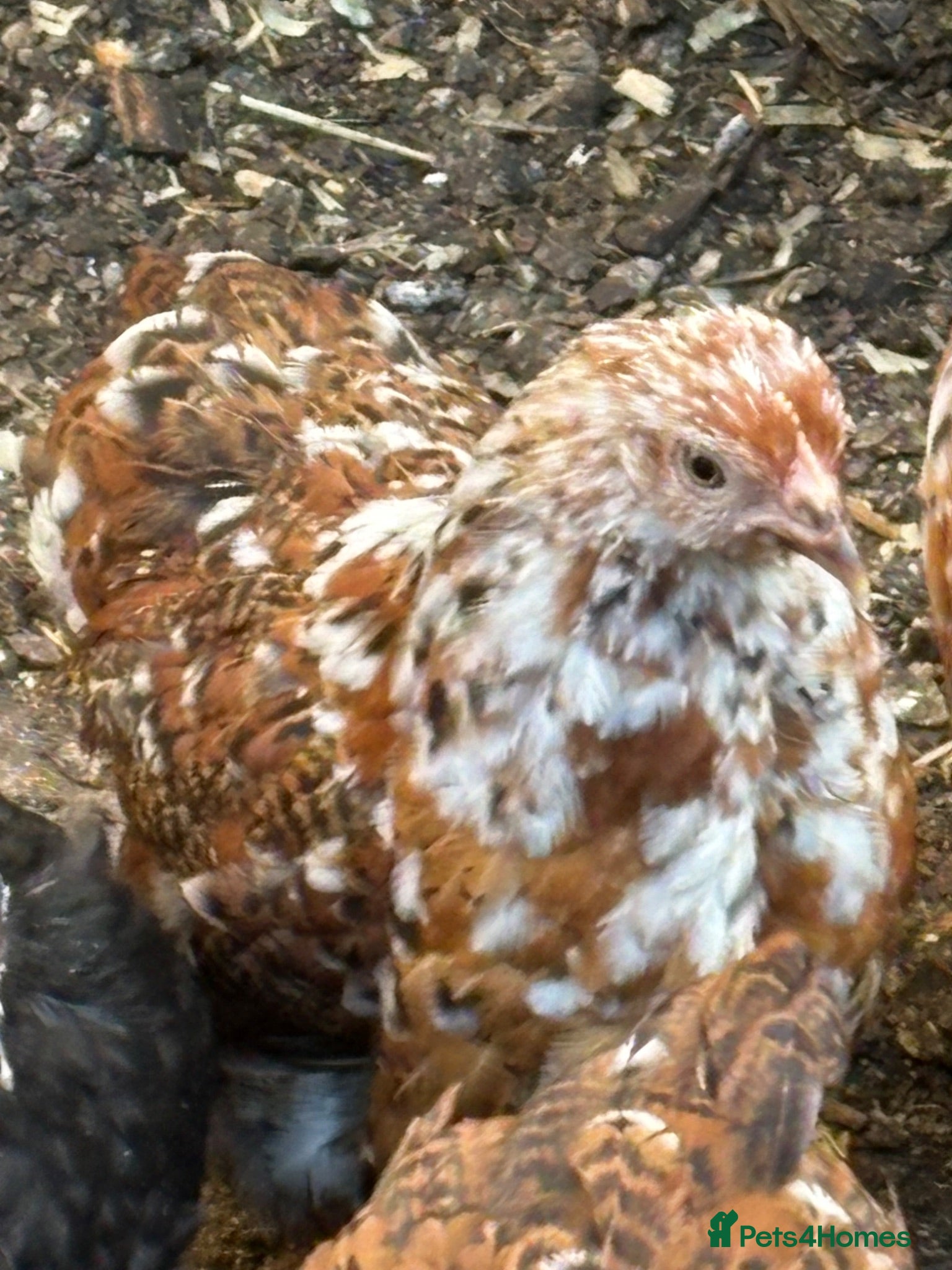 Chickens poultry Stunning millieflur pekin pullets Sexed bantam  - Advert 1