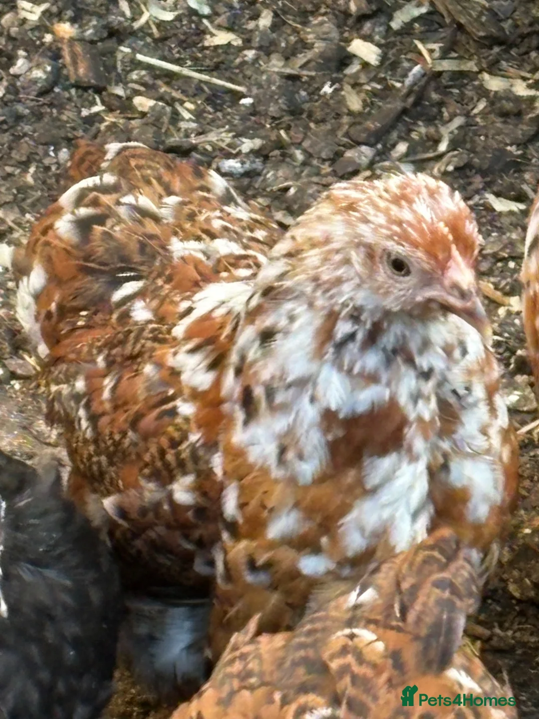 Chickens poultry for sale: Stunning millieflur pekin pullets Sexed bantam  - Advert 1
