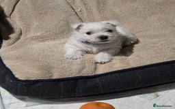 West Highland Terrier dogs for sale: Gorgeous pedigree westies, excellent bloodlines - Image 27