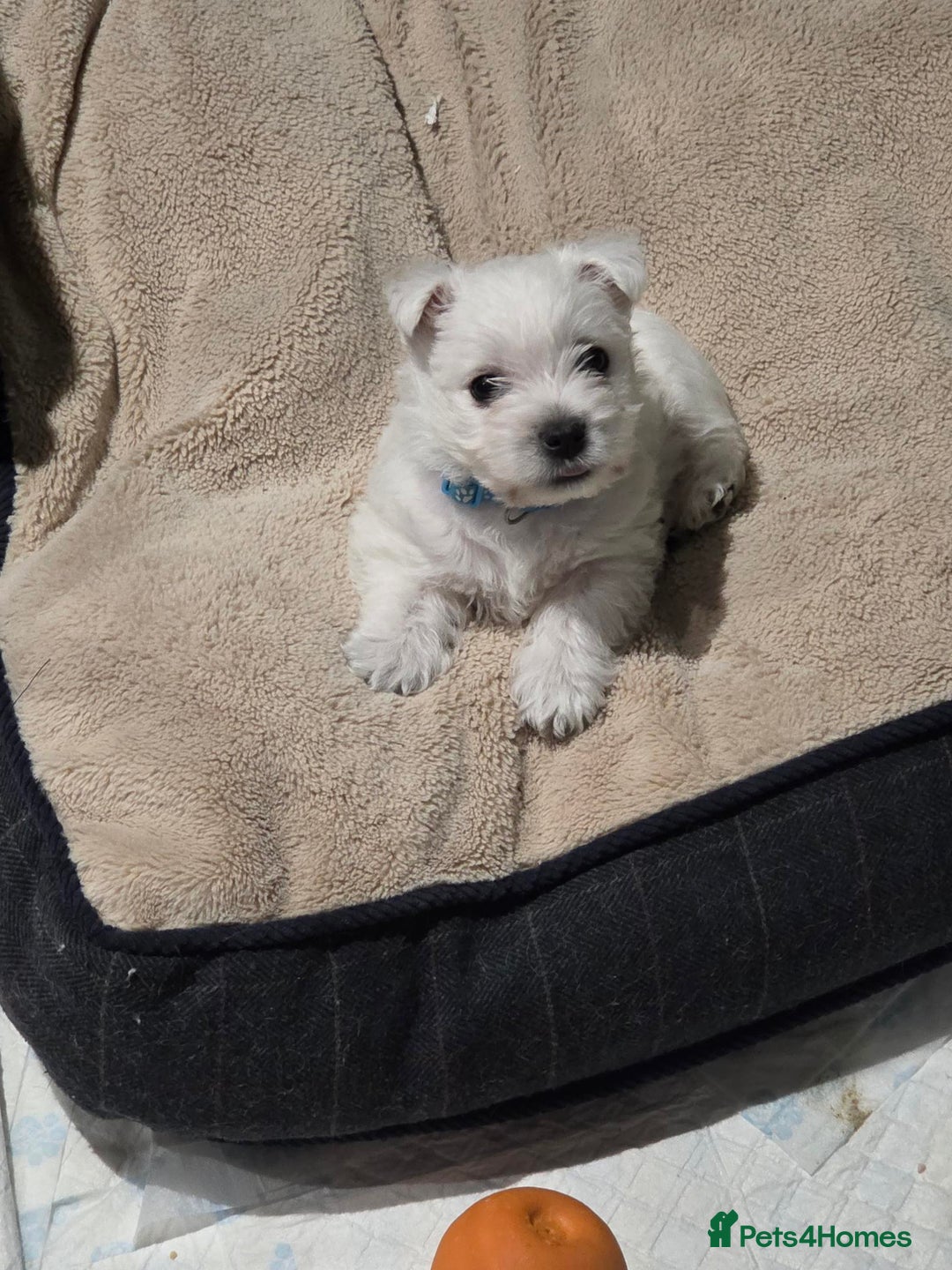 West Highland Terrier dogs for sale: Gorgeous pedigree westies, excellent bloodlines - Image 27