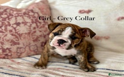English Bulldog dogs for sale: READY NOW! vaccinated microchipped KC Bulldog pups in Rochford - Image 17