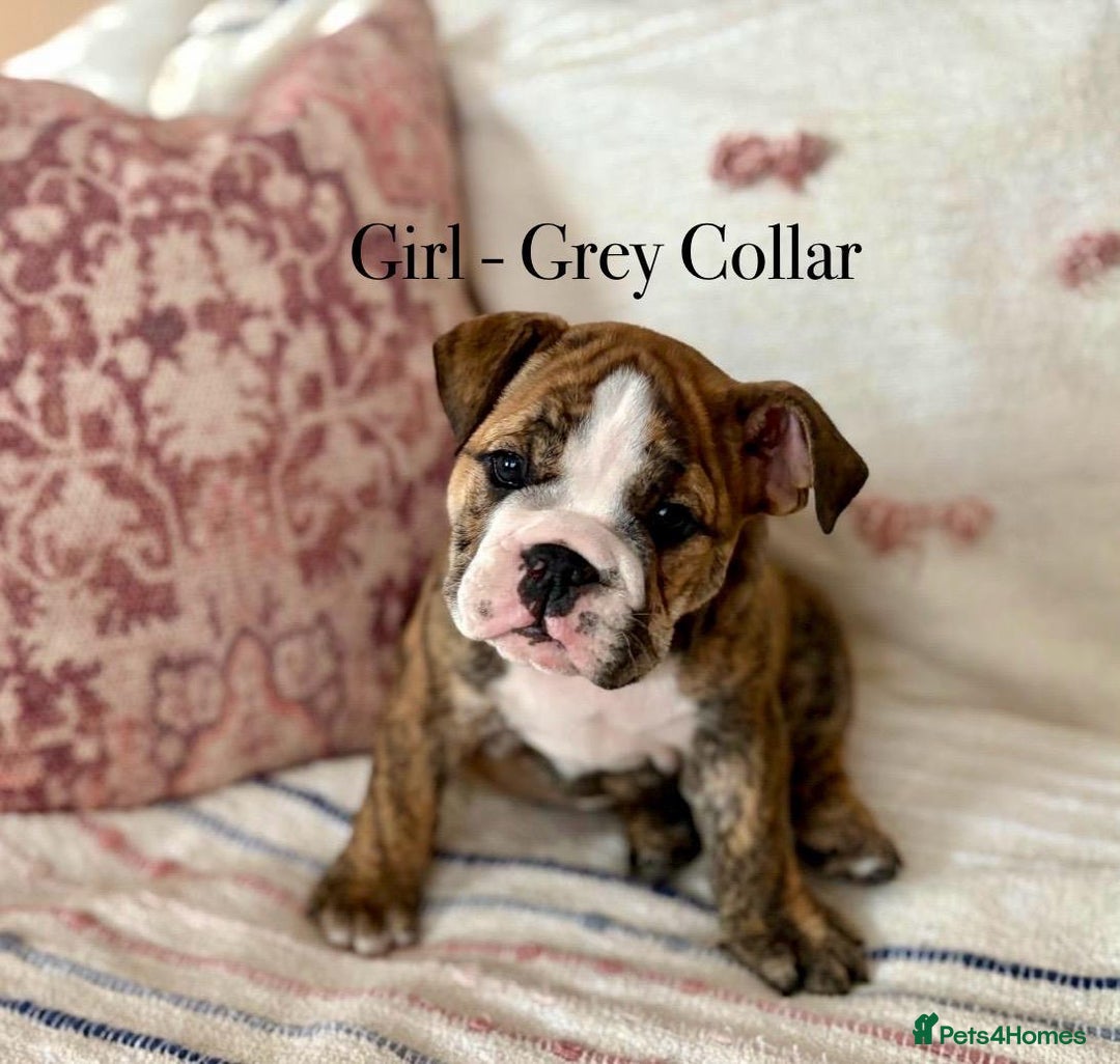 English Bulldog dogs for sale: READY NOW! vaccinated microchipped KC Bulldog pups in Rochford - Image 17