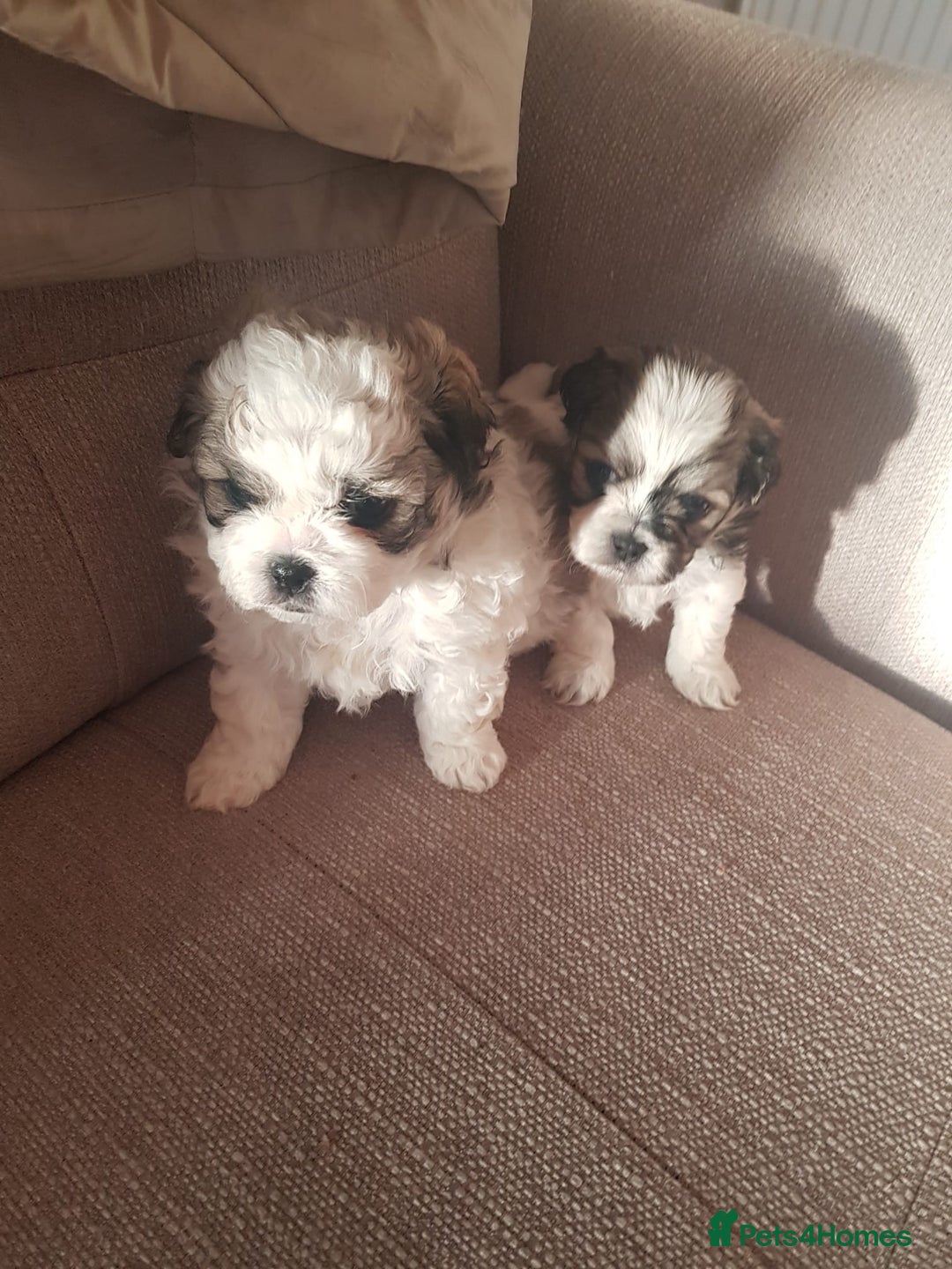 Mixed Breed dogs for sale: Beautiful Maltese x Pekingese Puppies Available - Advert 11