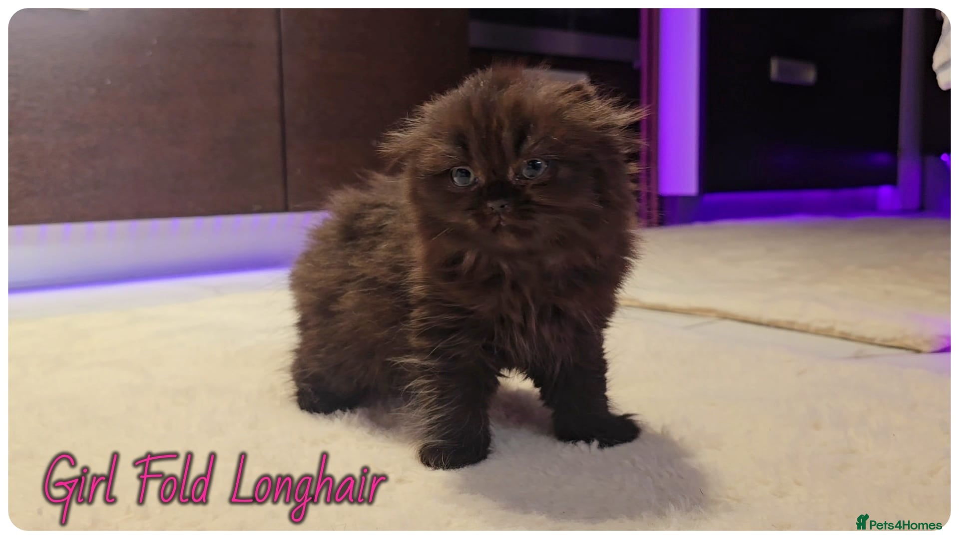 Scottish Fold cats Scottish fold - Advert 13