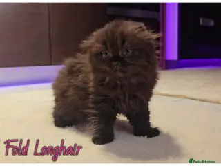 Scottish Fold cats Scottish fold - Advert 13