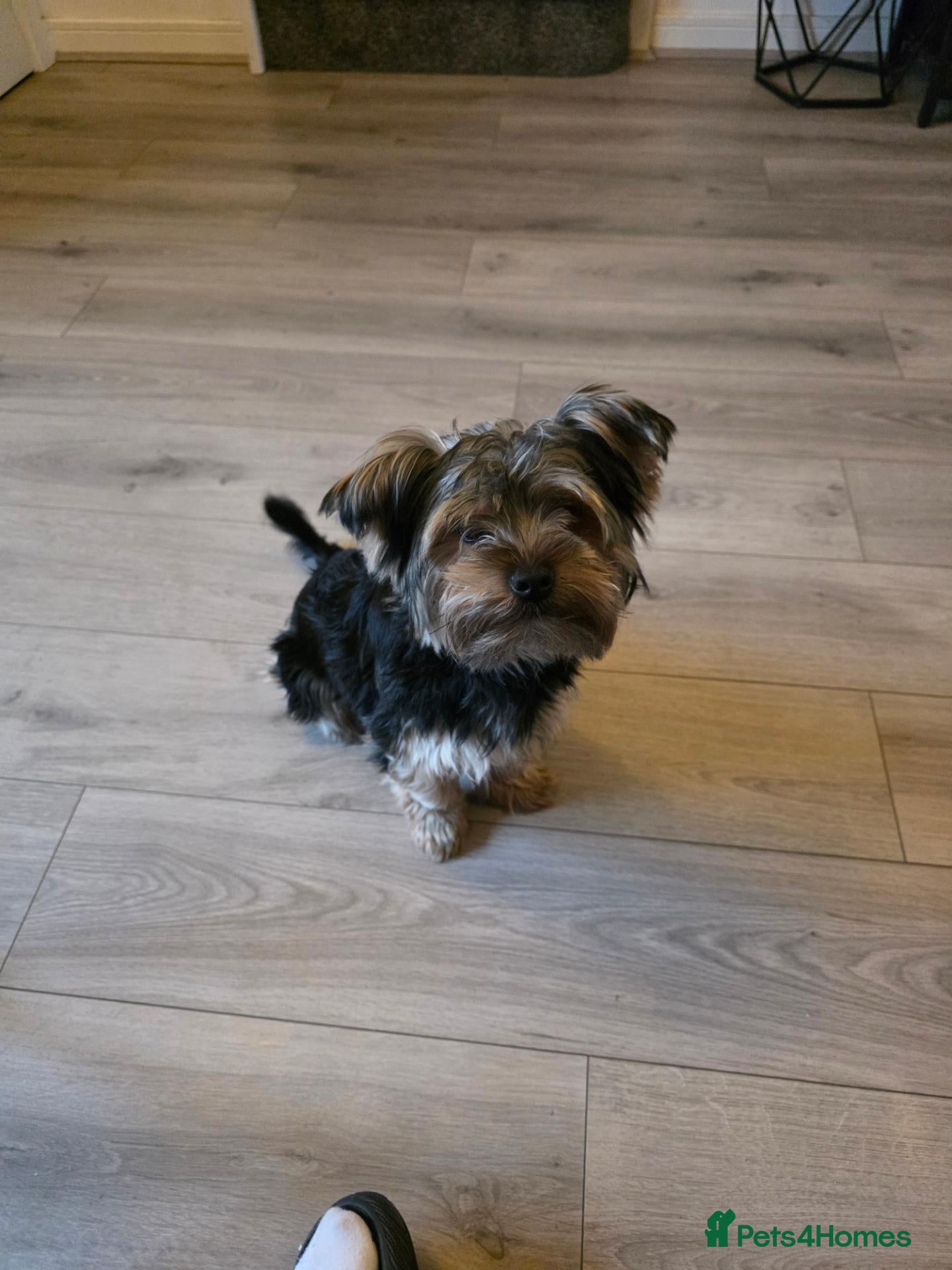 Yorkshire Terrier dogs for sale: Mr Bear - Advert 1