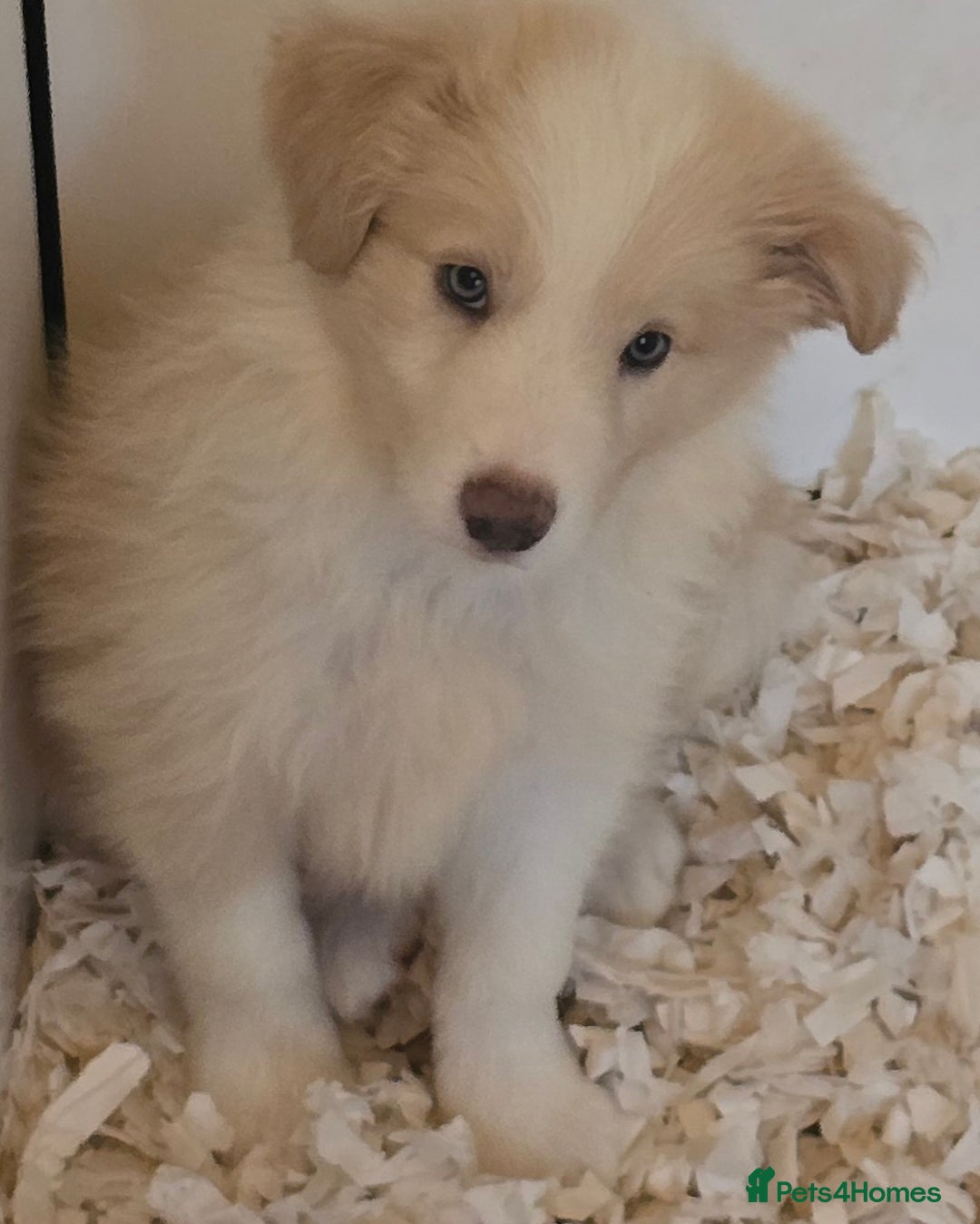 Border Collie dogs for sale: STUNNING GOLD/BLONDE KC REG BORDER COLLIES - Image 3
