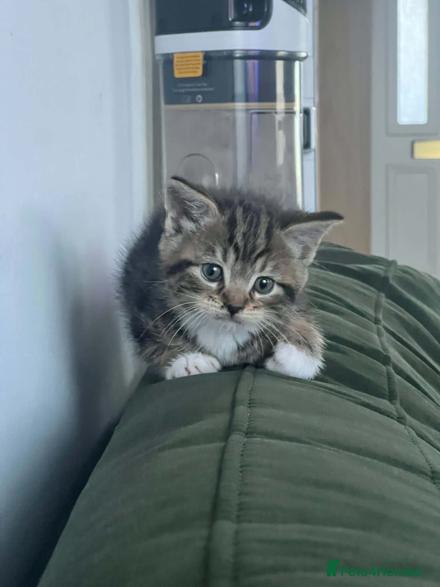 Mixed Breed cats 4 kittens for sale - ready now - Advert 11