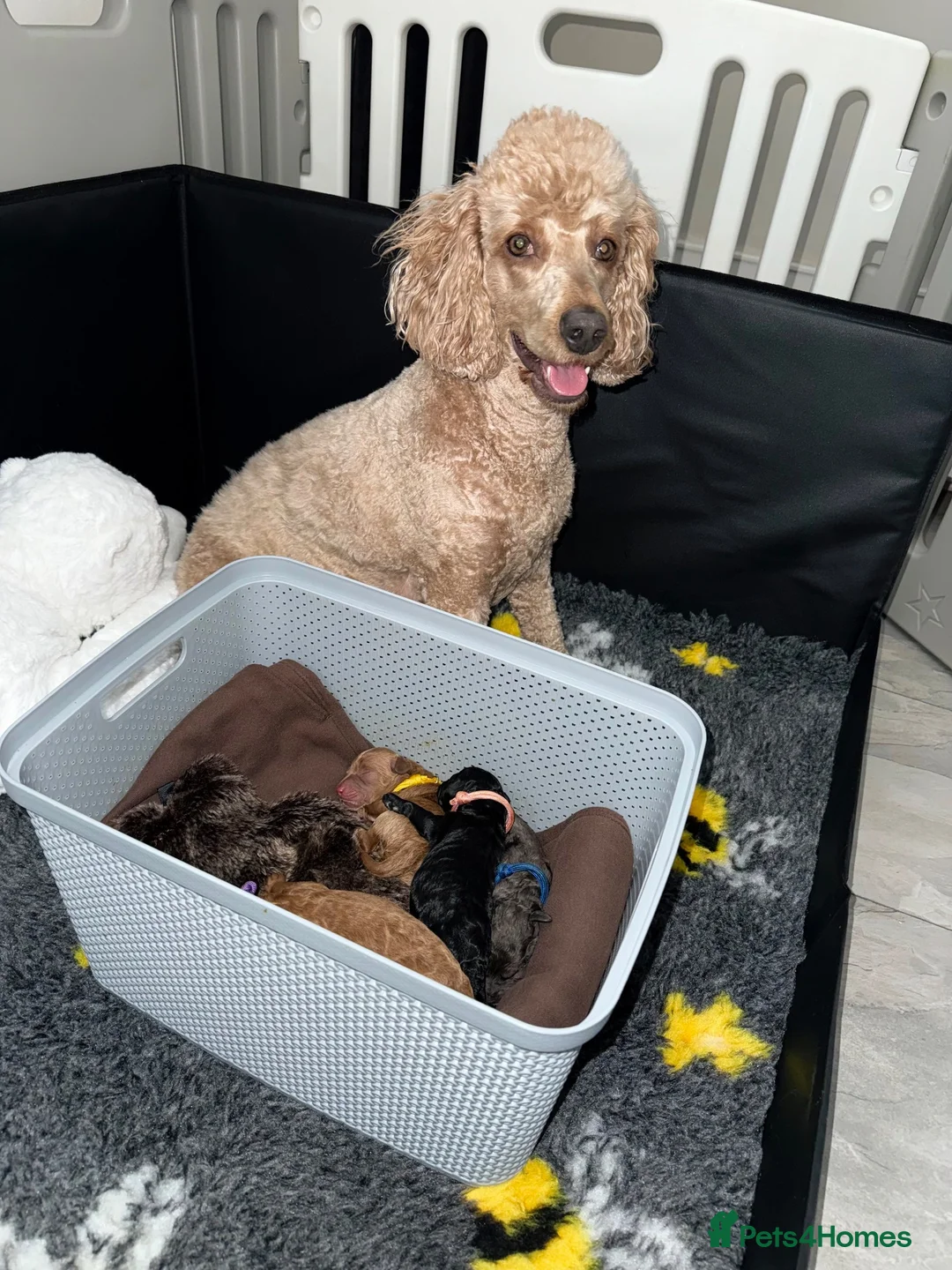 Cockapoo dogs for sale: F1B Cockapoo  in Glasgow - Advert 2