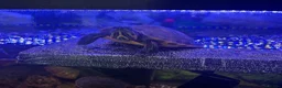 Turtle reptiles for sale: Cooter and pink belly turtles  in Camborne - Advert 3