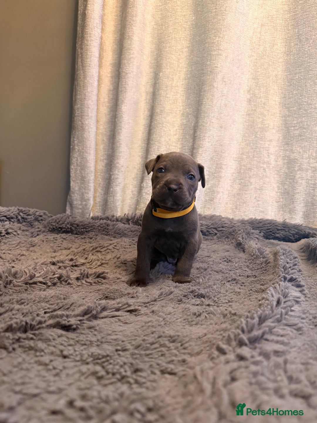 Cane Corso dogs for sale: Exceptional, Champion Bloodline Cane Corso Puppies - Advert 29
