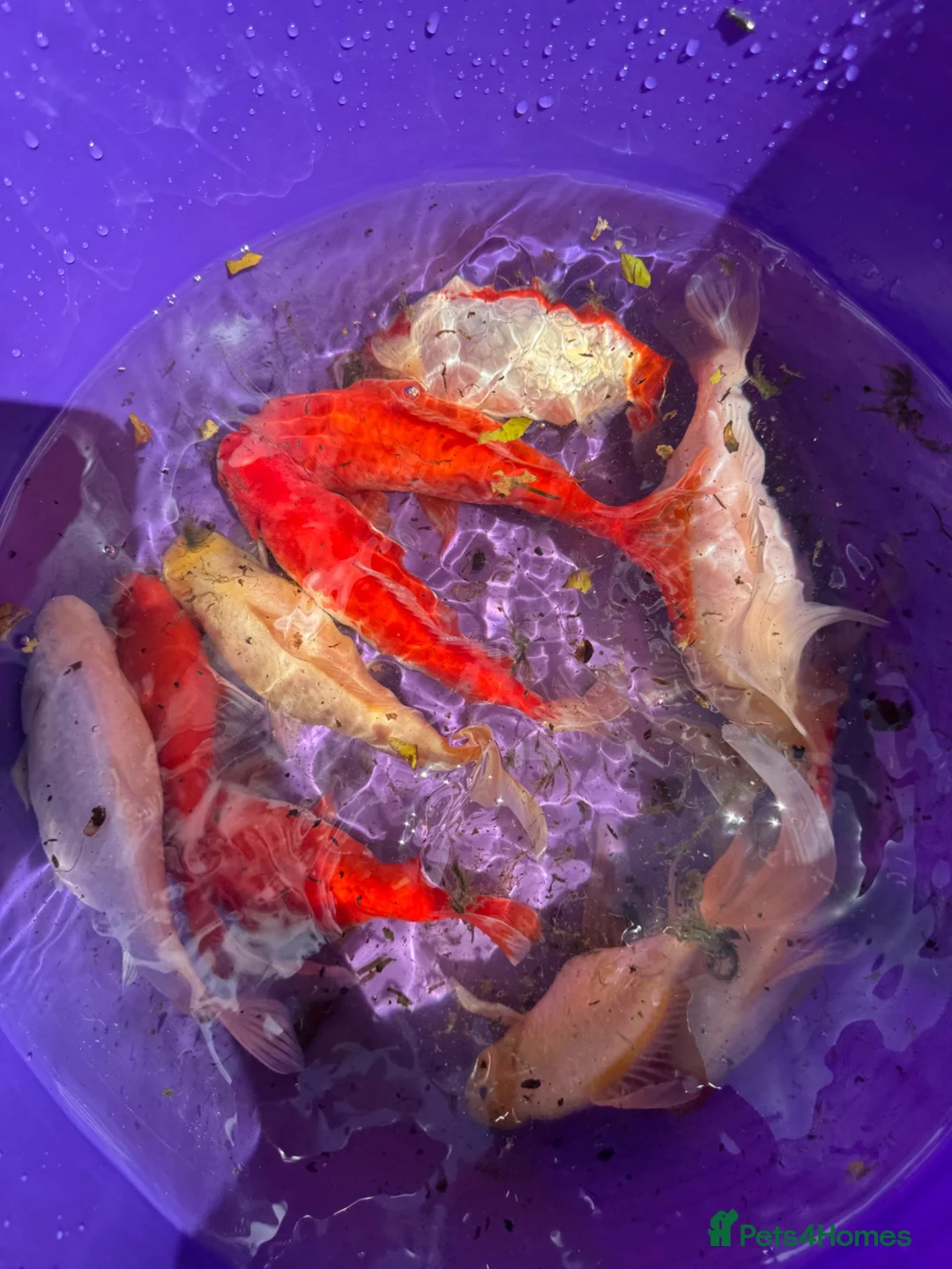 Goldfish fish for sale: Goldfish in Lancing - Advert 2
