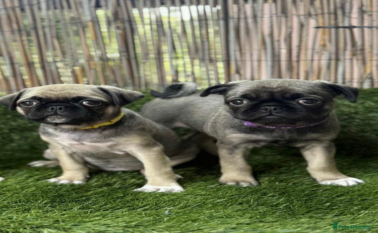Pug dogs - Advert 5