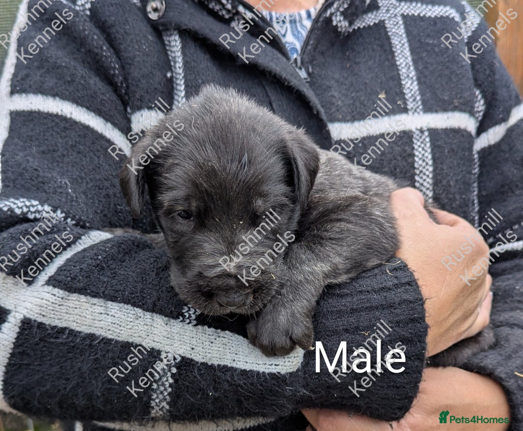 Deerhound dogs for sale: Deerhound/Wolfhound pups - Advert 7