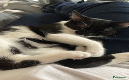 Mixed Breed cats for sale: 6 month old kittens - Image 2