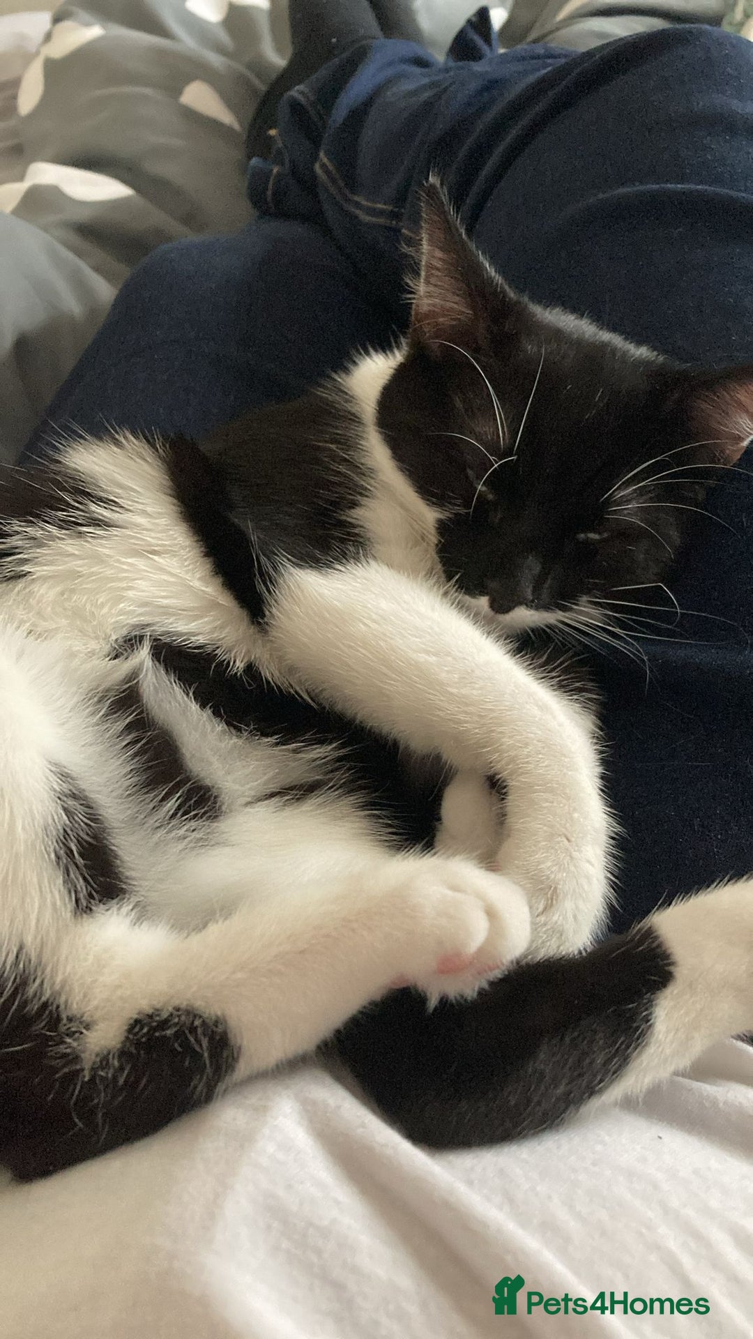 Mixed Breed cats for sale: 6 month old kittens - Image 2