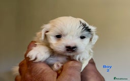 Maltipoo dogs for sale: Exquisitely Adorable Toy Maltipoo Puppies  - Image 26