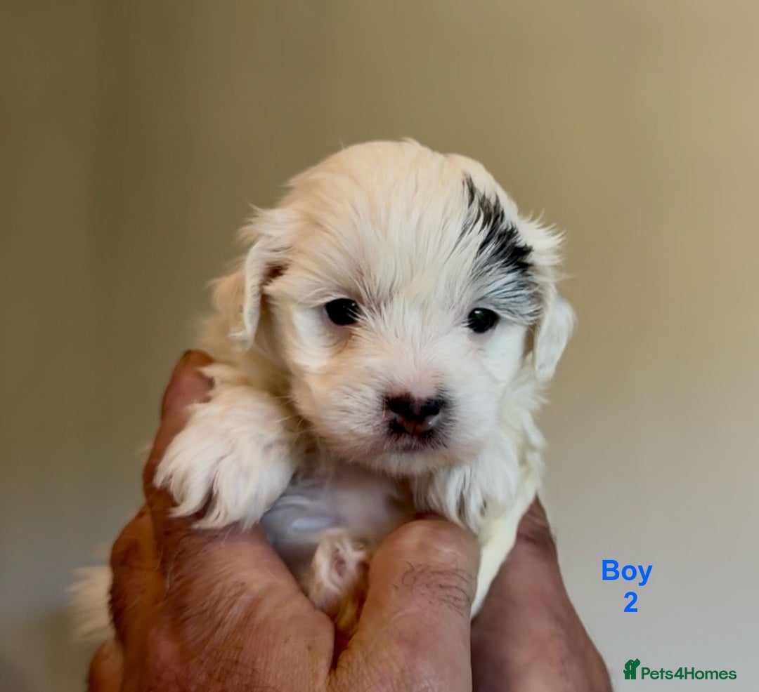 Maltipoo dogs for sale: Exquisitely Adorable Toy Maltipoo Puppies  - Image 26