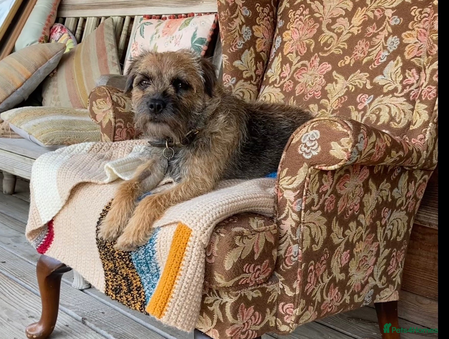 Border Terrier dogs KC Border Terrier pups - Advert 1