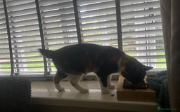 British Shorthair cats for sale: Beautiful 3year old Poppy looking for a New Home  - Image 3