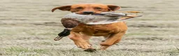 Labrador Retriever dogs for sale: Beautiful dark fox red labrador puppies for sale - Advert 3