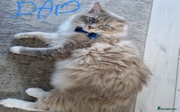 Ragdoll cats for sale: Gorgeous Balls Of Fluff 🥰😻🤗 - Image 36