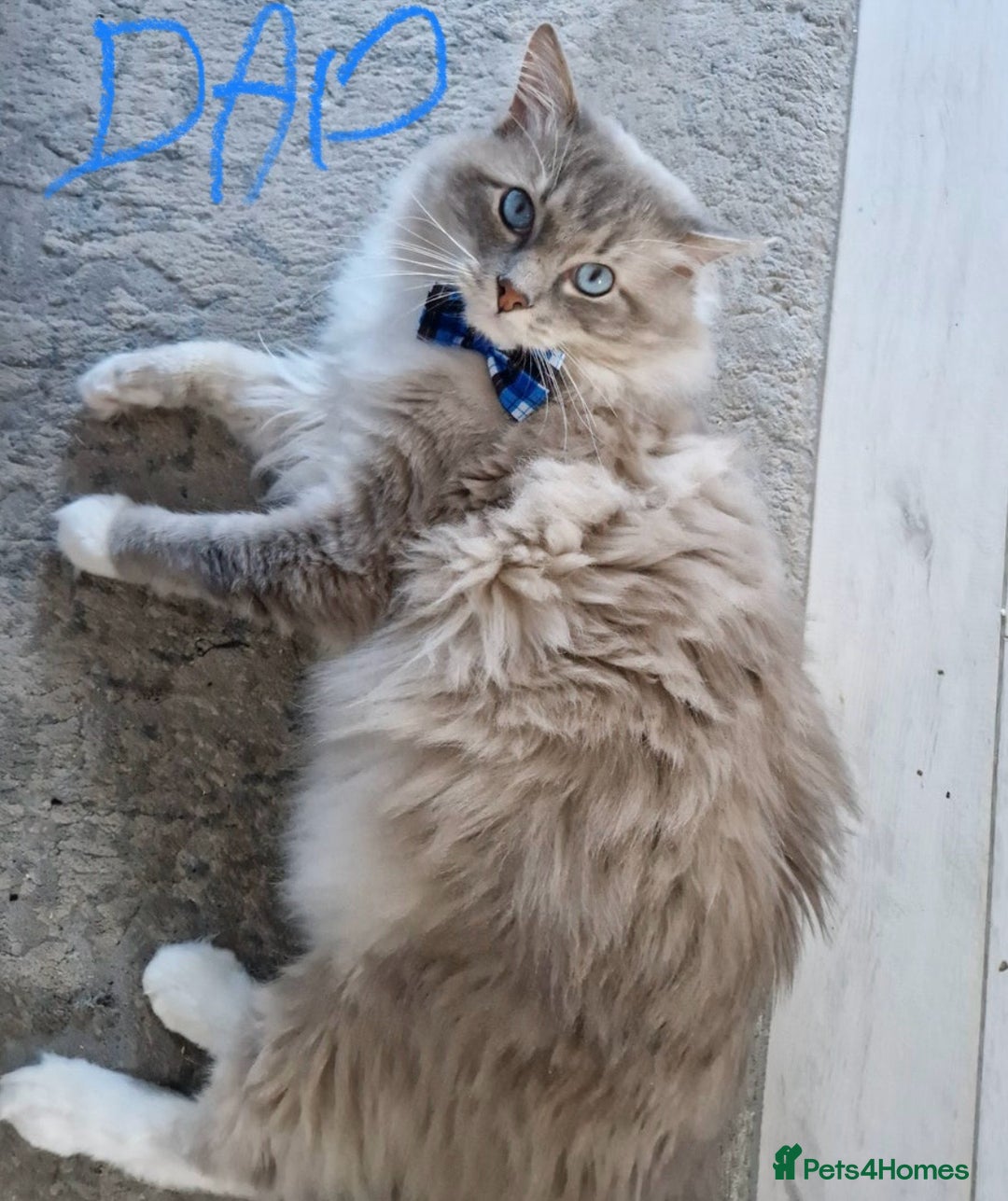 Ragdoll cats for sale: Gorgeous Balls Of Fluff 🥰😻🤗 - Image 36