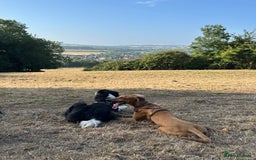 Mixed Breed dogs for sale: Mara - Doberman X Lurcher 7 month old girl - Image 5