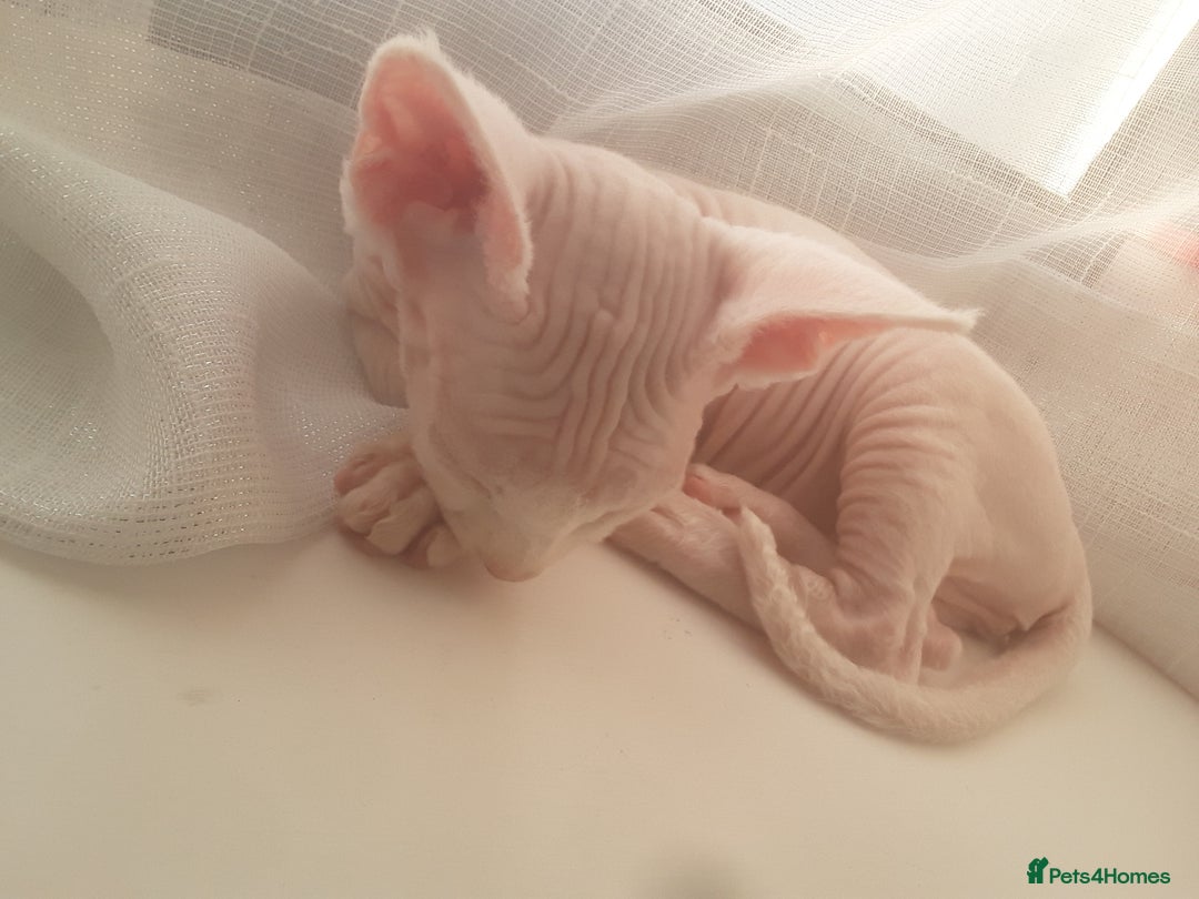 Sphynx cats for sale: Shuga Candi - Image 3