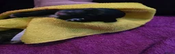 Shih Tzu dogs for sale: Beautiful Shih-tzu litter in Bellshill - Advert 15