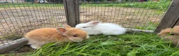 Lionhead rabbits for sale: 5 stunning lionhead babies - Advert 3
