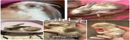 Mini Lop rabbits for sale: Mini lop harlequin rabbits  - Advert 4